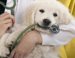 강아지 건강검진 시기